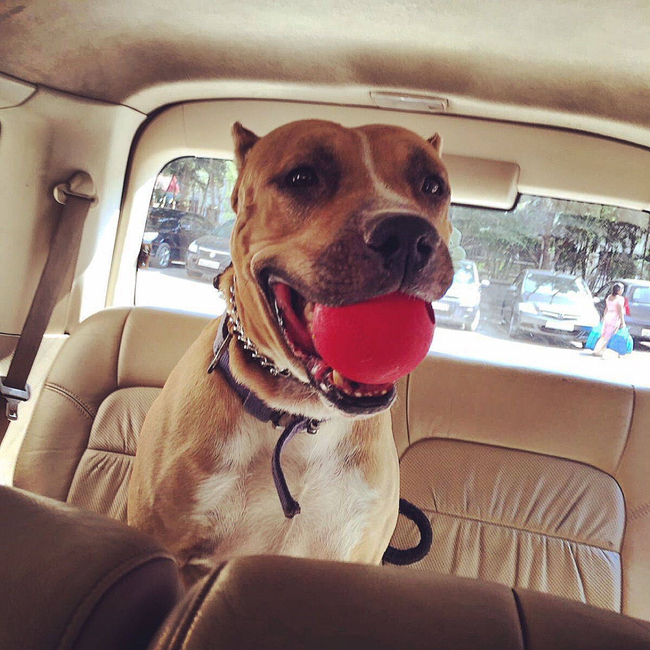 Furventures - Pet Adventures & Events - Photo 66